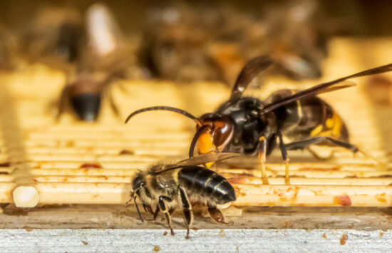 Frelon-asiatique-conference-samois-sur-seine