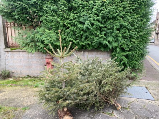 Ramassage des sapins Samois-sur-Seine
