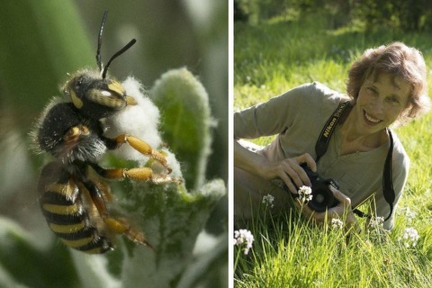 Monique Berger, Photographe animalière, Samois-sur-Seine