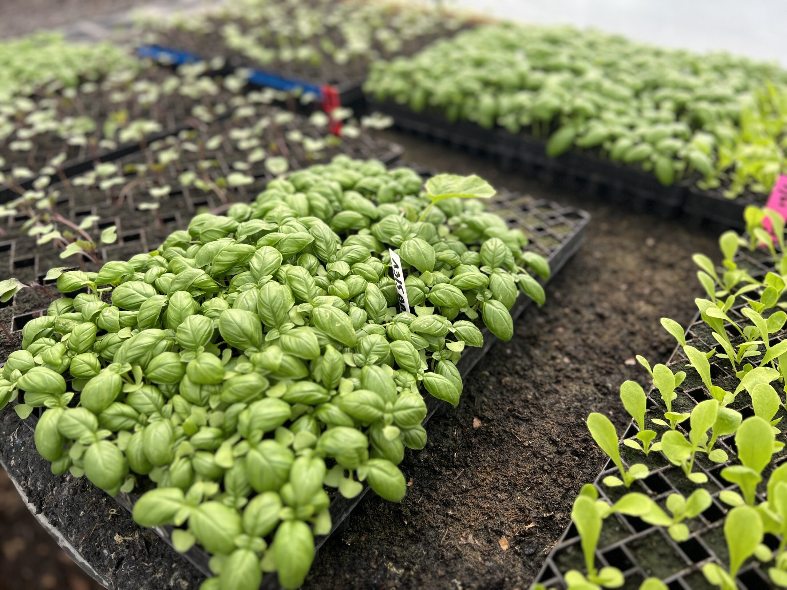 Ferme des Gogottes - Samois-sur-Seinea