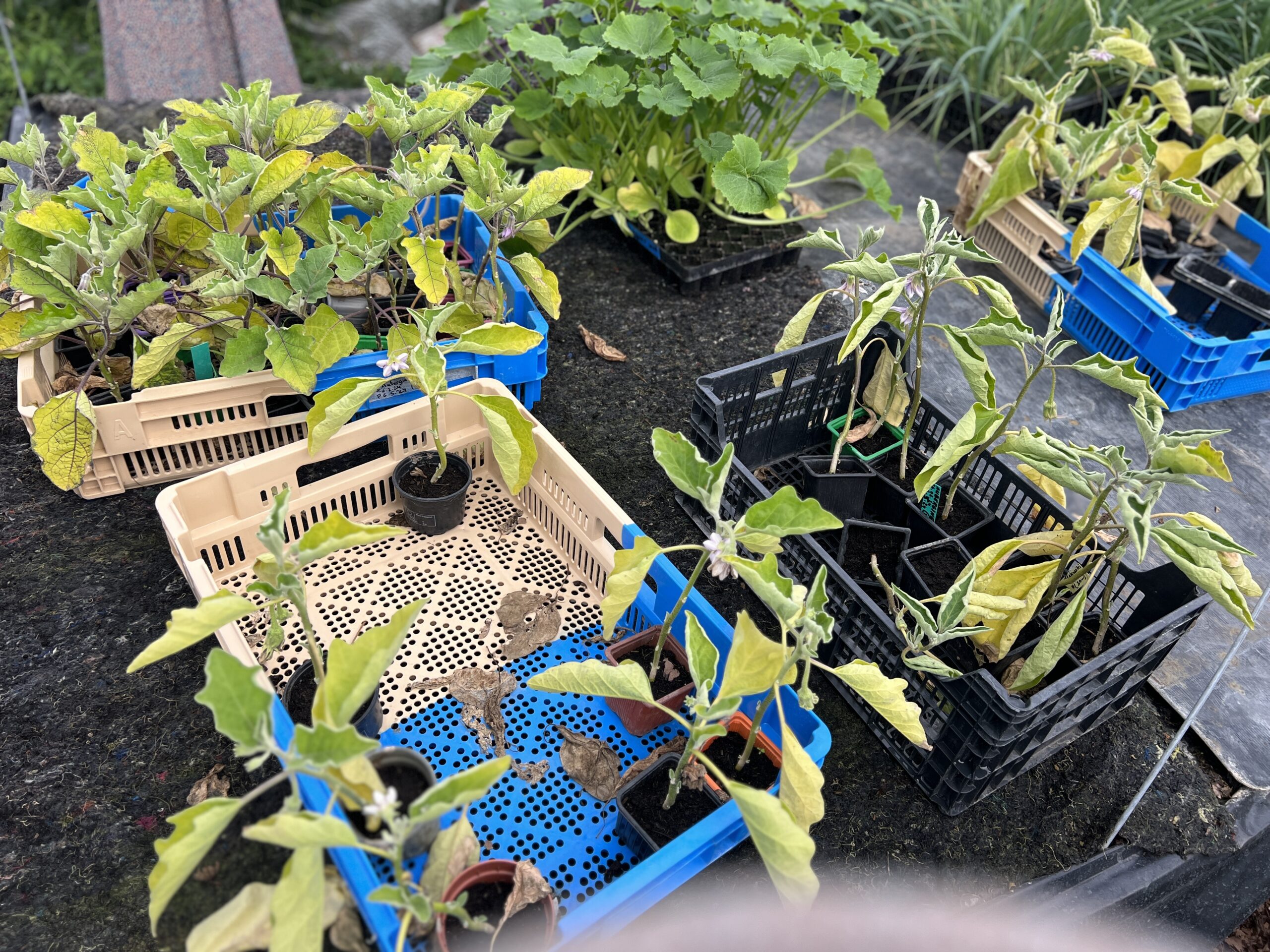 Ferme des Gogottes - Samois-sur-Seinea