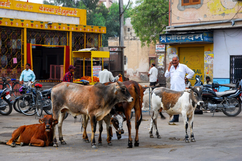 Salon de la photo, Samois- 2026 Chantal Ledain